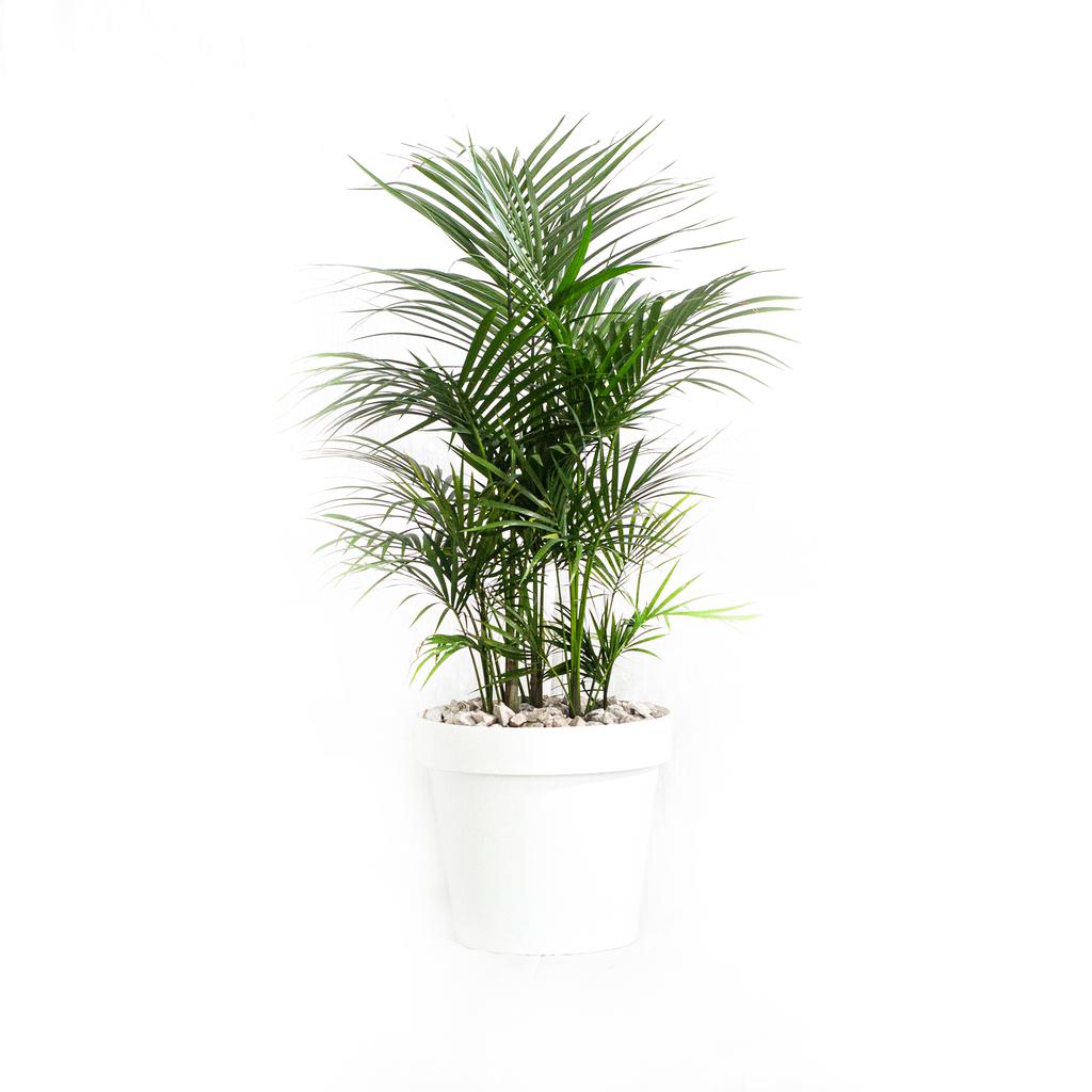 Vivero Torenias Palm Majestic