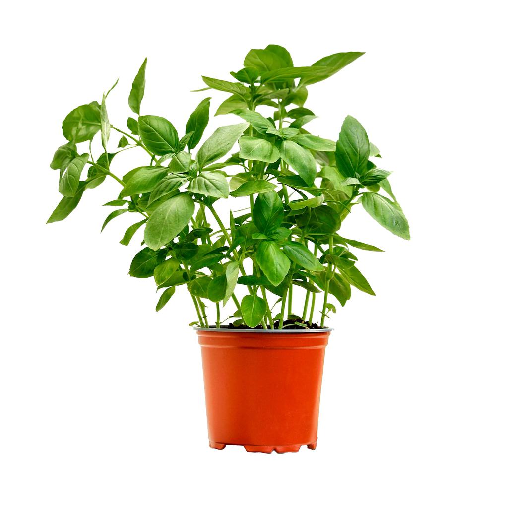 Planta de Hierbas Aromáticas