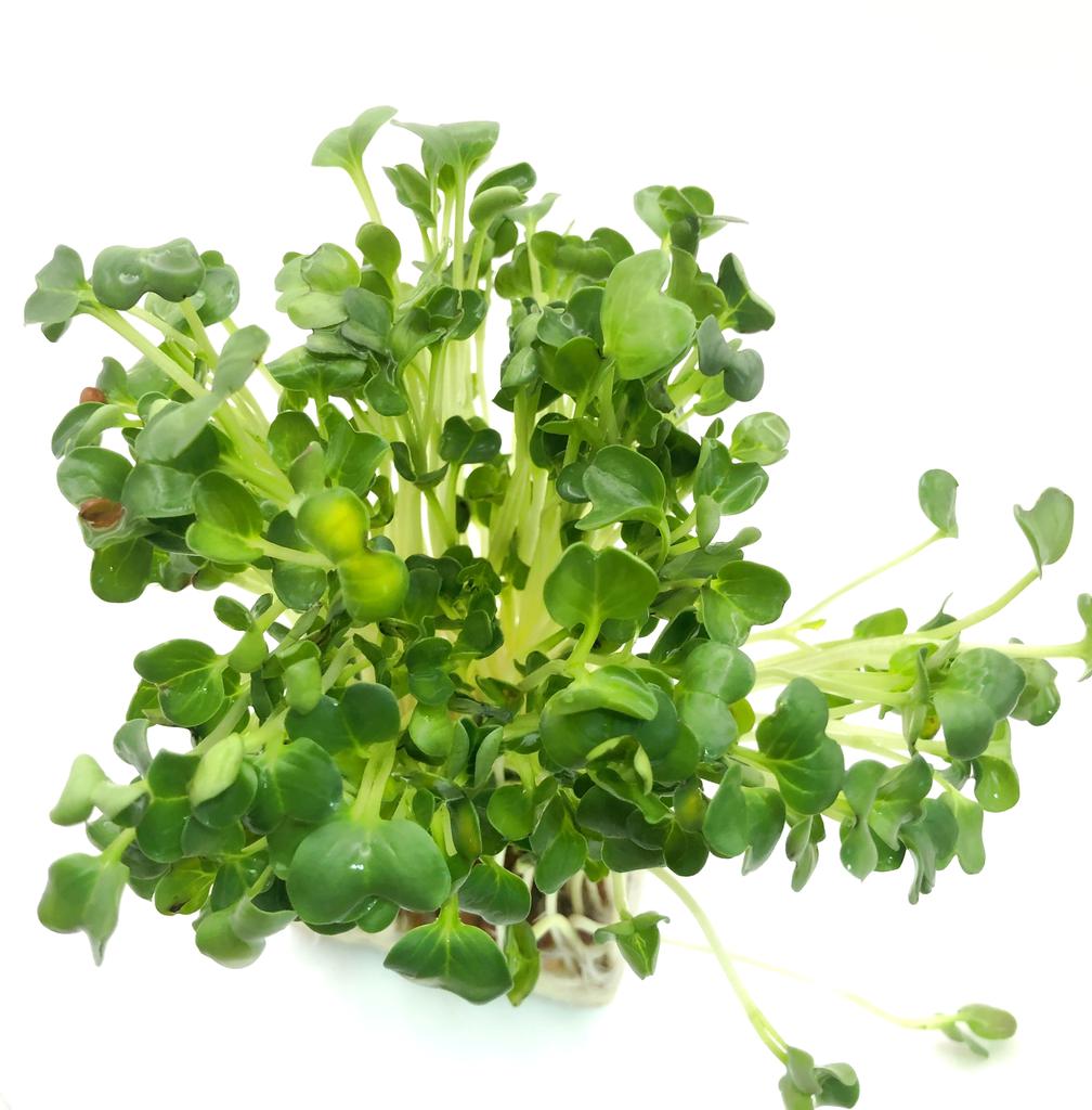 Berro Hidropónico8 OZ