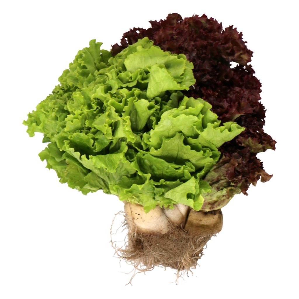 Lechuga Tropical 500 g / 1.1 lb