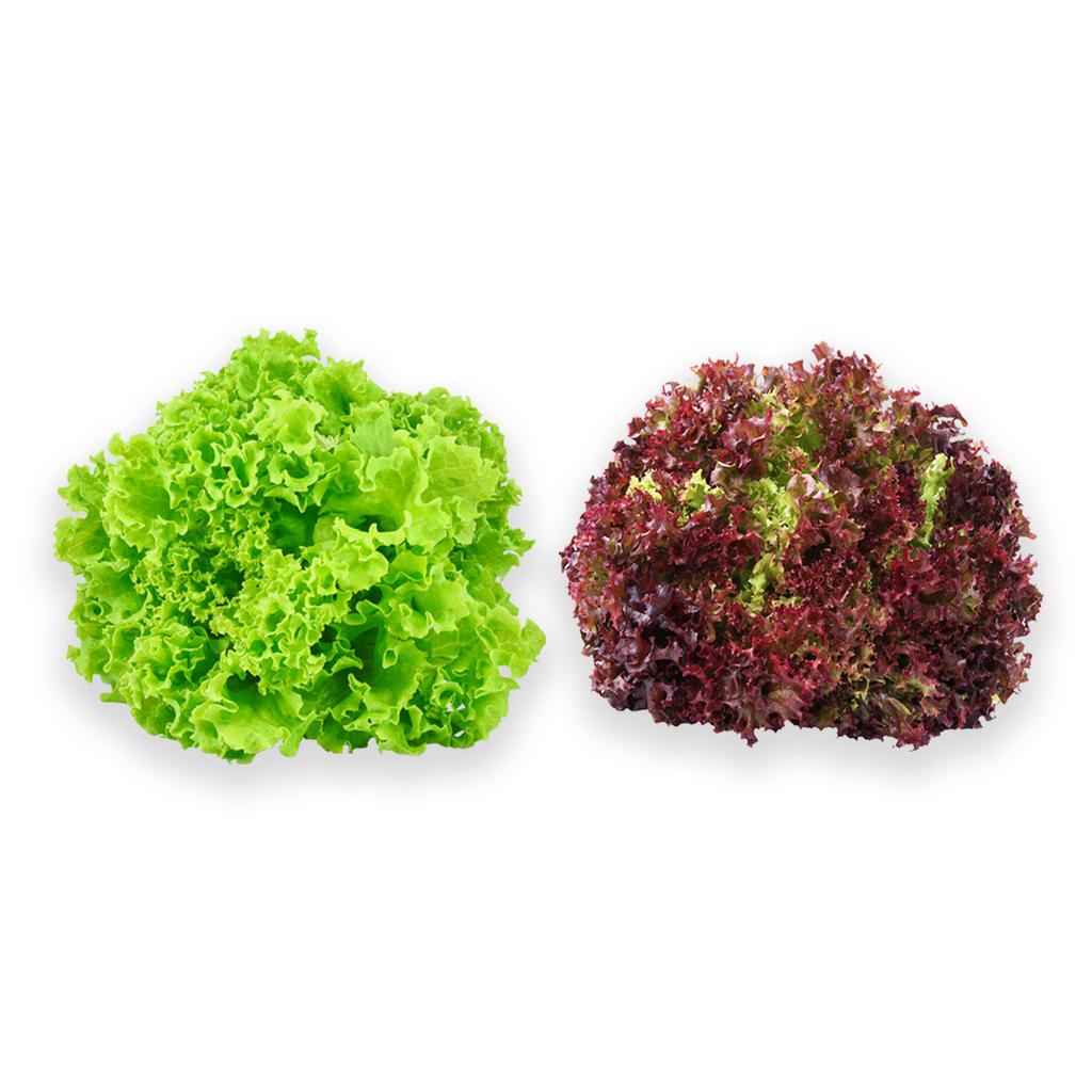 Hydroponic Lettuce Mix 454 g / 1 lb