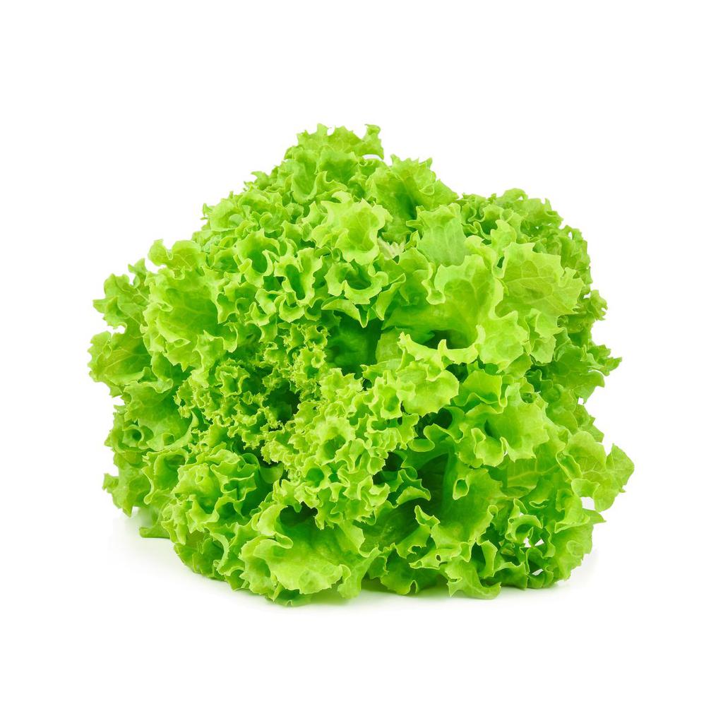 Member's Selection Hydroponic Curly Lettuce 453 g / 1 lb